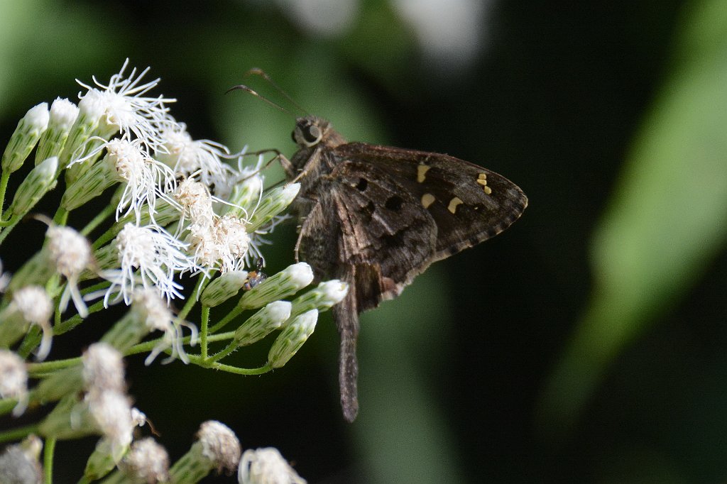 103 2015-01150603 Everglades NP, FL.JPG - Lilac-banded Long-tailed Skipper (Urbanus dorantes). Butterfly. Everglades National Park, FL, 1-15-2015